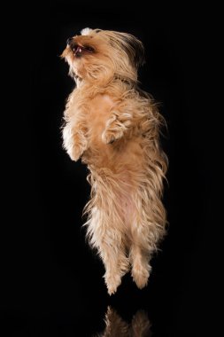 Küçük melez köpek siyah arka planda zıplıyor.