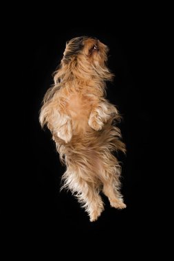 Küçük melez köpek siyah arka planda zıplıyor.