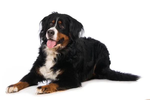 Bernese Dağ Köpeği Beyazı Izole Etti — Stok fotoğraf