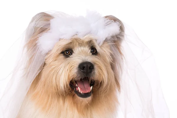 Adult Elo Dog Bridal Veil White Background — Stock Photo, Image