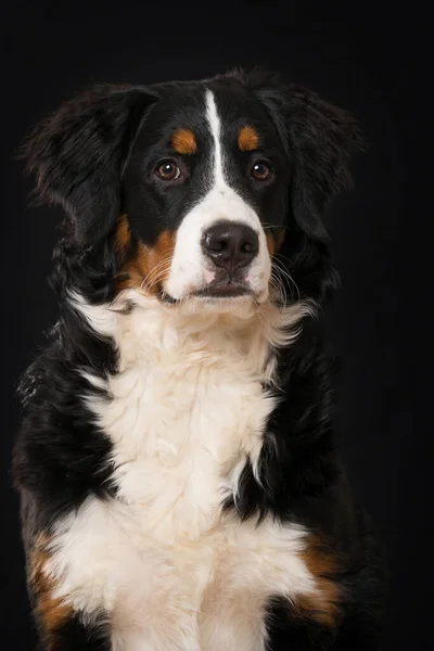 Berner Sennenhund Auf Schwarzem Hintergrund — Stockfoto