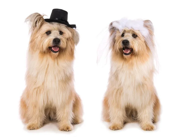 Wedding Elo Dogs White Background — Stock Photo, Image