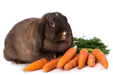 Beyaz arka plan üzerinde izole cüce tavşan