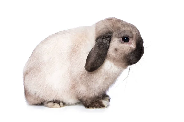 Карликовий Кролик Ізольований Білому Тлі — стокове фото