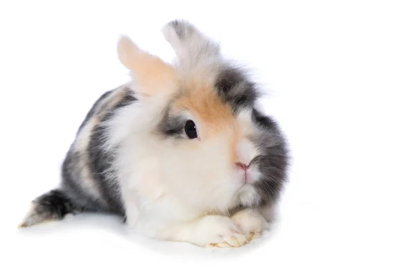 Dwarf Rabbit Isolated White Background — Stock Photo, Image