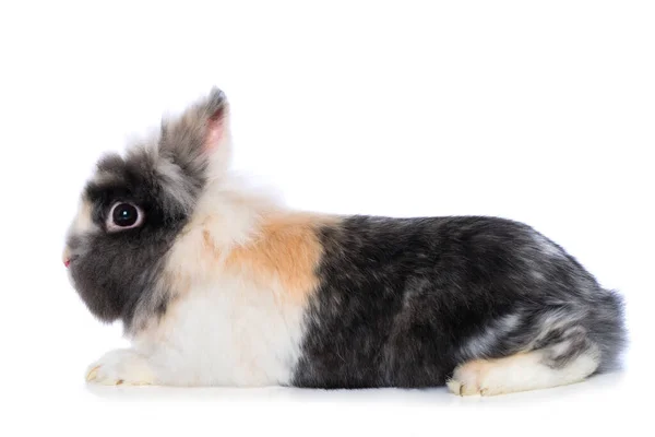 Карликовий Кролик Ізольований Білому Тлі — стокове фото