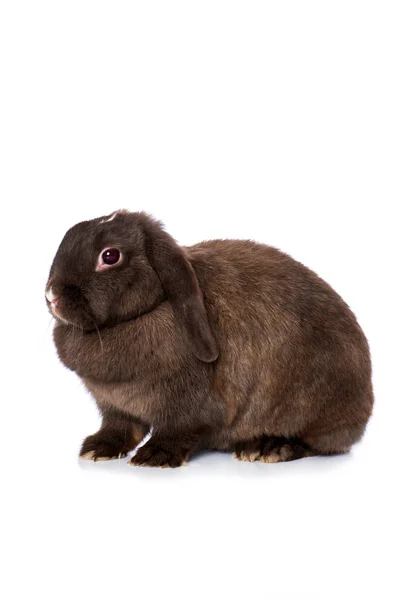 Карликовый Кролик Изолирован Белом Фоне — стоковое фото