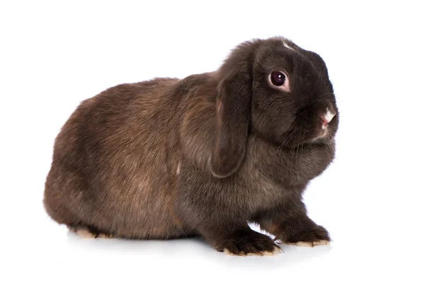 Zwergkaninchen Isoliert Auf Weißem Hintergrund — Stockfoto