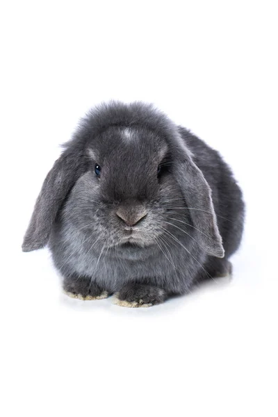 Dwarf Rabbit Isolated White Background — Stock Photo, Image