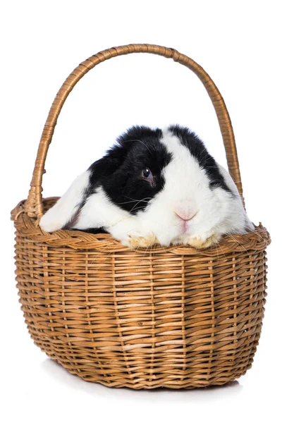 Dwarf Rabbit Basket Isolated White Background — Zdjęcie stockowe