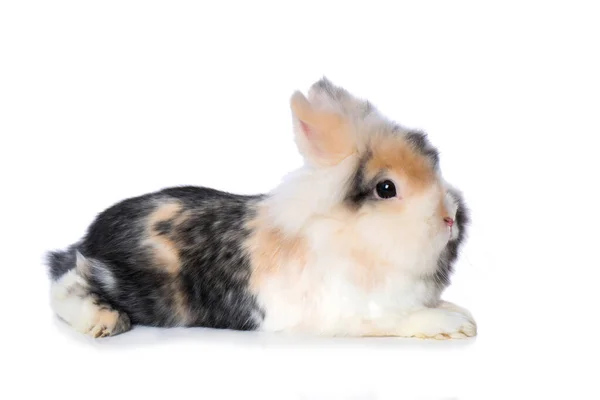 Dwarf Rabbit Isolated White Background Royalty Free Stock Images