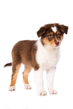 Australian shepherd puppy on white background clipart