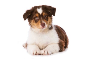 Avustralya Çoban Köpeği beyaz arka planda