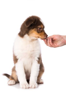 Avustralya Çoban Köpeği beyaz arka planda