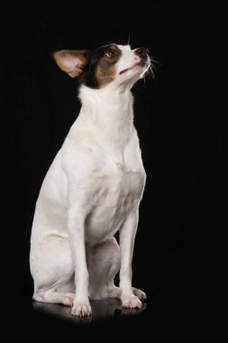 Melez köpek siyah arka planda tek başına oturuyor.