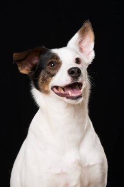 Melez köpek siyah arka planda tek başına oturuyor.