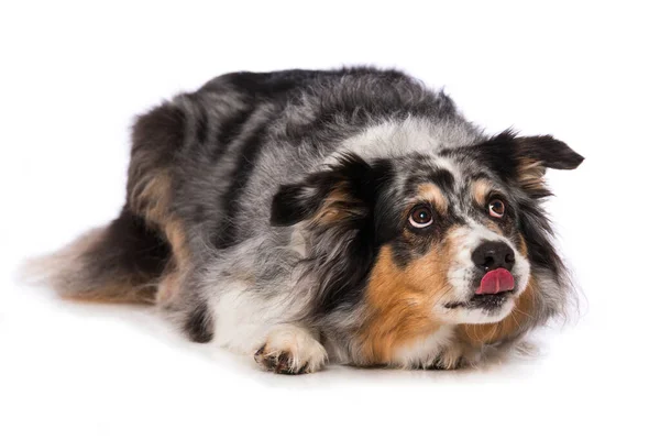 Adult Australian Shepherd Dog Lying Isolated White Background — Stockfoto