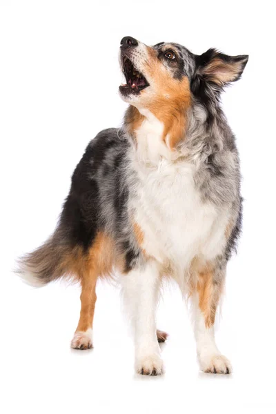 Cão Pastor Australiano Adulto Isolado Fundo Branco — Fotografia de Stock