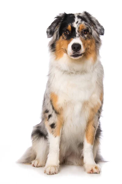 Australian Shepherd Dog Isolerad Vit Bakgrund — Stockfoto