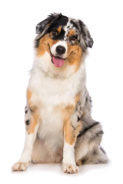 Australian Shepherd Cão Isolado Fundo Branco — Fotografia de Stock