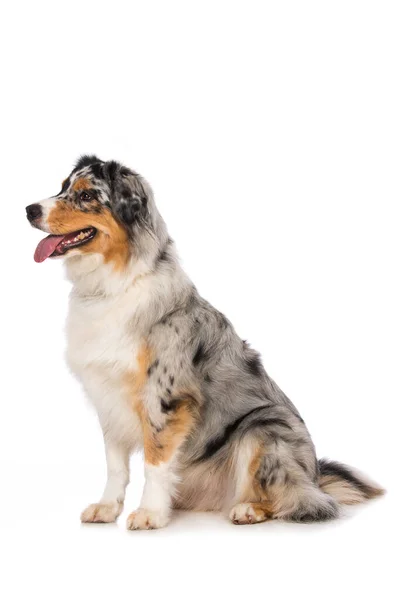 Australian Shepherd Dog Isolerad Vit Bakgrund — Stockfoto