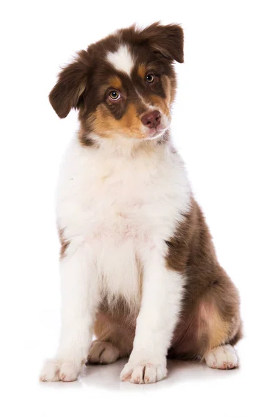 Ausztrál Shepherd Puppy Fehér Háttér — Stock Fotó