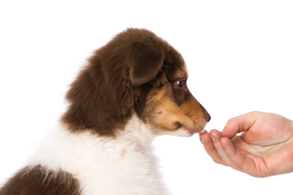 Australian Shepherd Puppy Auf Weißem Hintergrund — Stockfoto