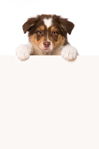 Cachorro Pastor Australiano Mirando Sobre Una Pared Sobre Fondo Blanco — Foto de Stock