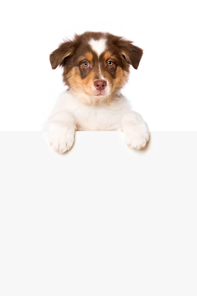 Cachorro Pastor Australiano Mirando Sobre Una Pared Sobre Fondo Blanco — Foto de Stock