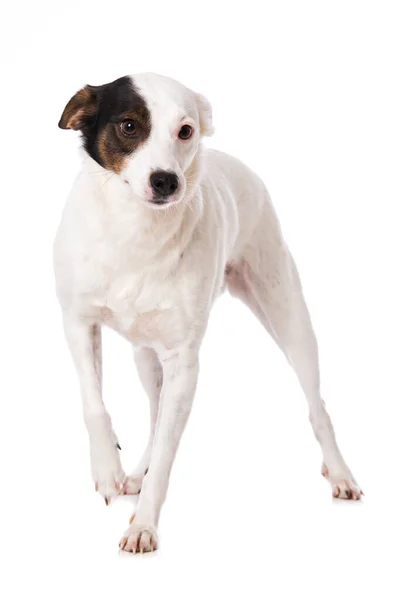 Beyaz Arka Planda Melez Bir Köpek Duruyor — Stok fotoğraf