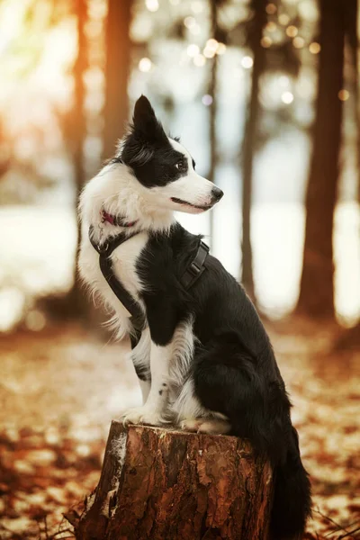 Cão Collie Borda Jovem Toco Árvore — Fotografia de Stock