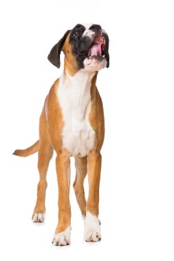 Altı aylık boksör köpeği beyaz arka planda tek başına duruyor.
