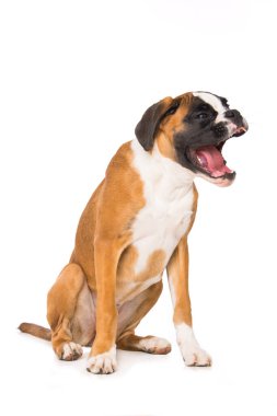 Altı aylık boksör köpeği beyaz arka planda tek başına oturuyor.