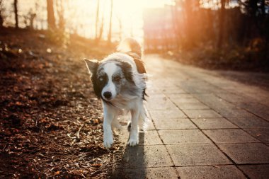 Sınır çoban köpeği gün ışığında kaldırıma çıkar.