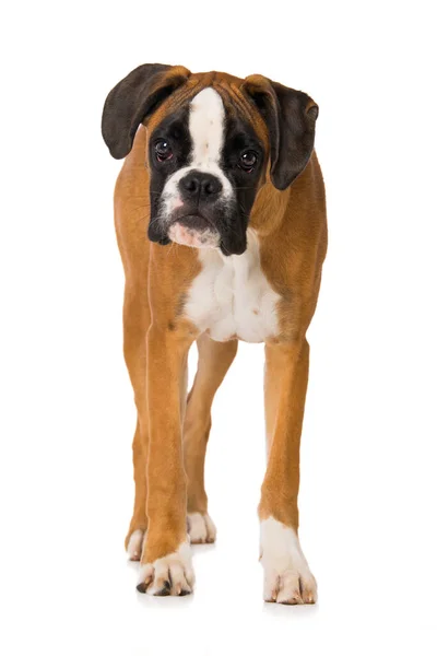 Six Months Old Boxer Dog Standing Isolated White Background — Stock Photo, Image