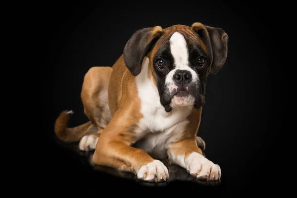 Six Months Old Boxer Lying Isolated Black Background Looking Camera — Stock Fotó
