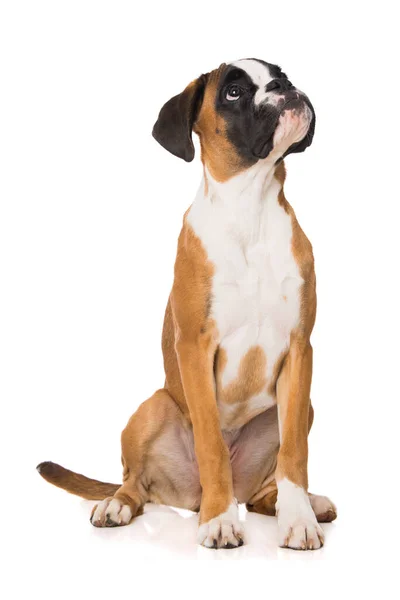 Six Months Old Boxer Dog Sitting Isolated White Background — стоковое фото