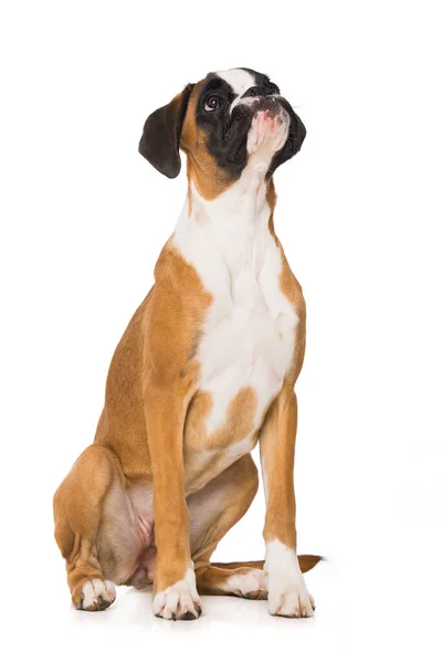 Mladý Boxer Pes Izolovaný Bílém Pozadí — Stock fotografie
