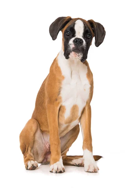 Sex Månader Gammal Boxer Hund Sitter Isolerad Vit Bakgrund — Stockfoto