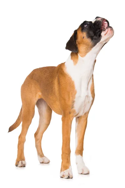Zes Maanden Oude Bokser Hond Geïsoleerd Witte Achtergrond — Stockfoto