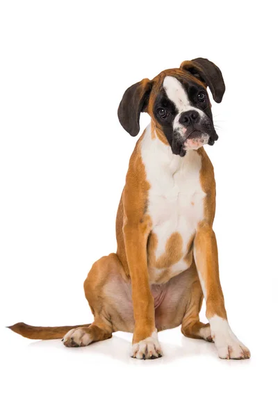 Six Months Old Boxer Dog Sitting Isolated White Background — 图库照片