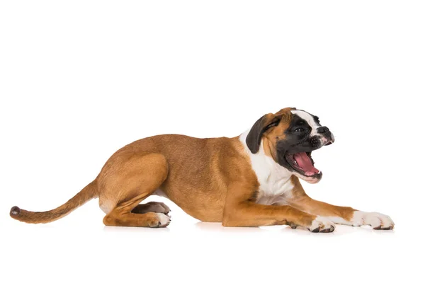 Six Months Old Boxer Lying Isolated White Background — 图库照片