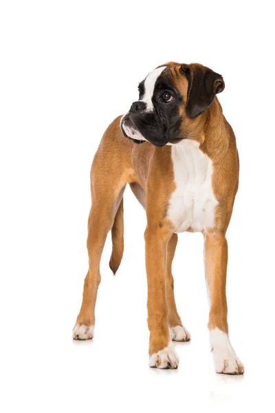 Six Months Old Boxer Dog Standing Isolated White Background — Stock Fotó