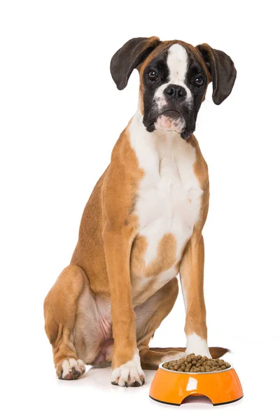 Sex Månader Gammal Boxer Hund Sitter Isolerad Vit Bakgrund — Stockfoto