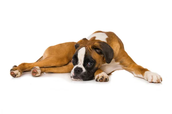 Six Months Old Boxer Lying Isolated White Background — Foto Stock