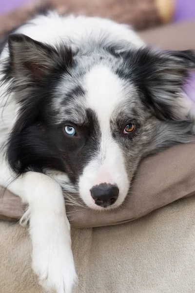 Border Collie Hond Een Woonkamer — Stockfoto