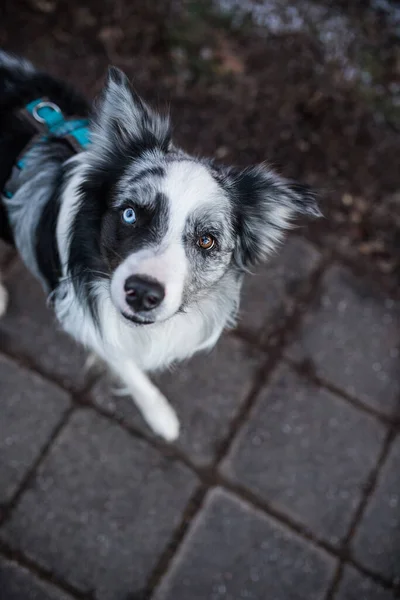 Câinele Merge Lesă Lângă Proprietarul Său — Fotografie, imagine de stoc