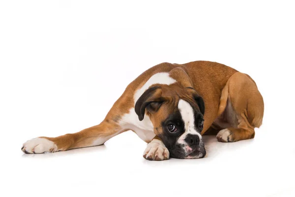 Six Months Old Boxer Lying Isolated White Background Imagens Royalty-Free