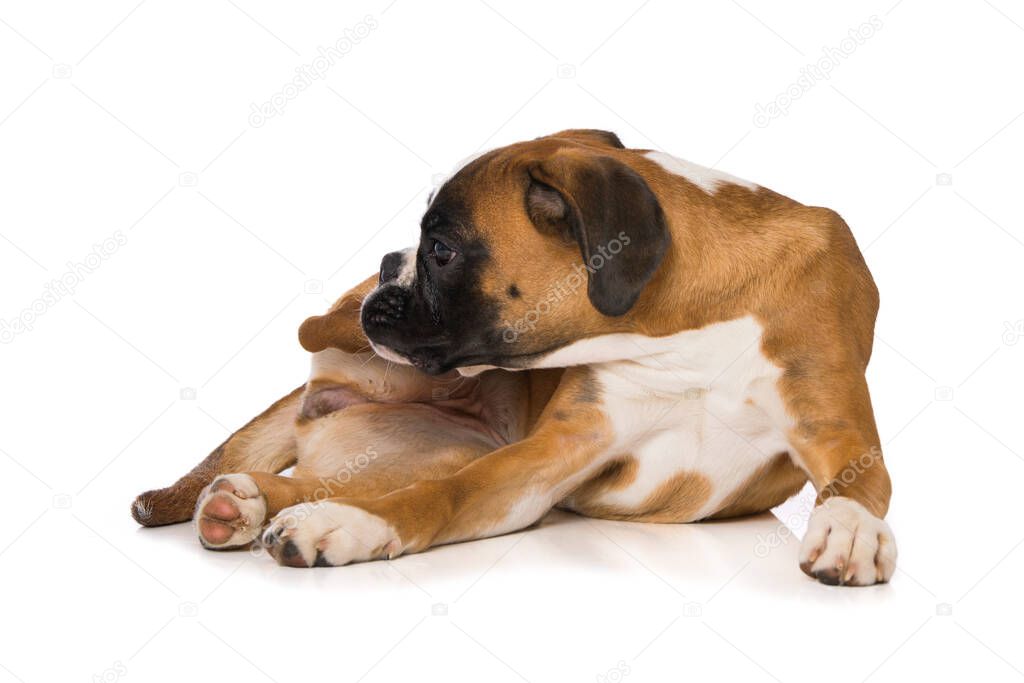 Six months old boxer lying isolated on white background