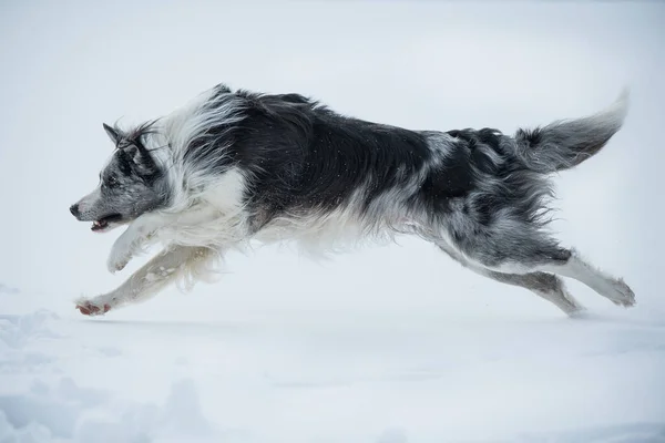 在冬季环境中奔跑的边境牧羊犬 — 图库照片